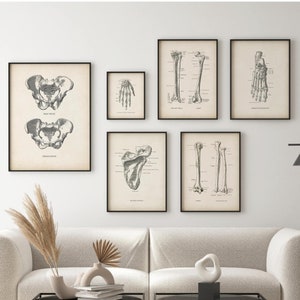 Vintage Skeletal System Anatomy Art Set, Medical Prints, Chiropractor Art, Orthopedist Gift, Doctor Office Poster, Printable Clinic Decor
