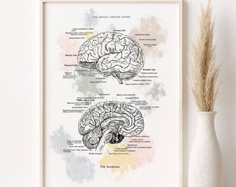 Brain Anatomy Line Art Print, Medical Clinic Decor (Digital Download)