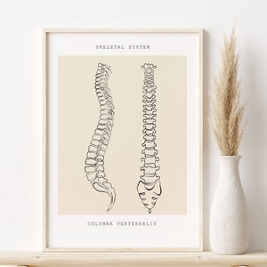Spine Art Print, Chiropractic Art, Anatomy Wall Art, Medical Art, Orthopedic Doctor Gift, Physiotherapist Decor, Massage Therapy Art