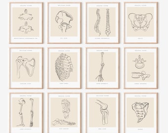 Skeletal Anatomy Set 12, Chiropractic Decor, Medical Student Gift (Digital Download)