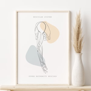 Puede incluir: Un dibujo en blanco y negro de los músculos de la extremidad superior, etiquetado como "MUSCULAR SYSTEM" y "UPPER EXTREMITY MUSCLES". El dibujo está sobre un fondo blanco con formas abstractas en azul claro y beige.