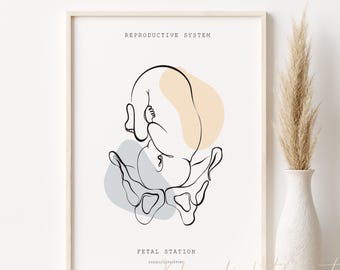 Fetus in Womb Poster, Fertility Anatomy Print, Midwife OBGYN Gift (Digital Download)