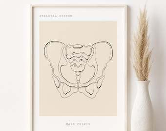 Pelvis Anatomy Line Art Print, Medical Poster (Digital Download)
