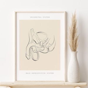 Male Reproductive System Anatomy Print Urologist Gift Medical Art Work Science Art Doctor Office Decor Urogenital System Poster Clinic Decor