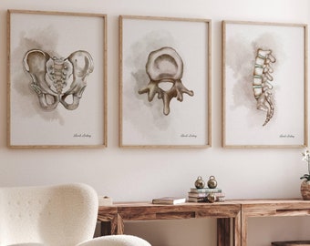 Op de afbeelding: Drie ingelijste anatomische illustraties van de menselijke wervelkolom en het bekken. De illustraties zijn in aquarelstijl met een lichtbruine achtergrond. De lijsten zijn van lichtbruin hout.
