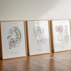 Set 3: Arte anatómico del sistema urinario, Arte médico renal, Regalo para nefrólogo, Riñones anatómicos, Arte de glomérulos, Arte urológico, Regalo para médico