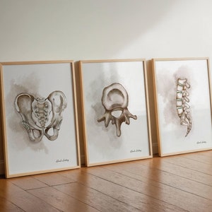 Conjunto de arte de anatomía en acuarela, arte quiropráctico, vértebras, póster de columna vertebral, decoración de oficina de quiropráctico, arte de terapeuta de masajes, anatomía imprimible