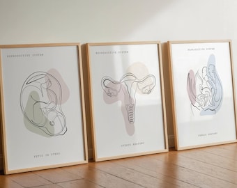 Reproductive System Anatomy Wall Art, Anatomy Print, Gynecological Art, Medical Art Set, Anatomy Poster, Clinic Decor, Printable Anatomy Art