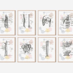 Skeletal System Anatomy Art Chiropractic Art Anatomy Chart Bundle, Chiropractor Chart, Doctor Office Art, Medical Student Gift, Clinic Decor