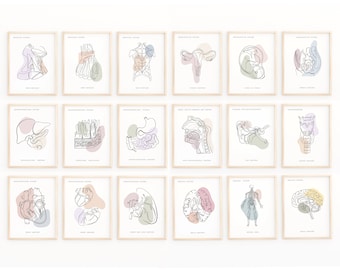 Láminas de anatomía lineal, conjunto de arte médico (descarga digital)