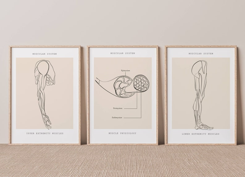 Muscular System Art Print Set, Medical Anatomy Decor (digital Download ...