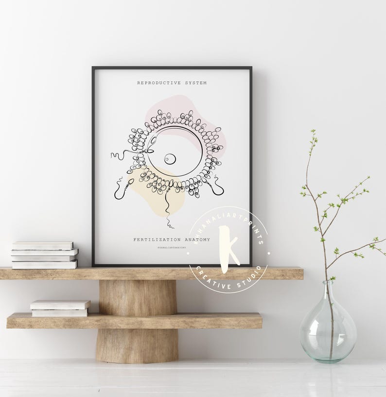 Female Anatomy Art Print - OBGYN Office Decor (digital Download) - Etsy