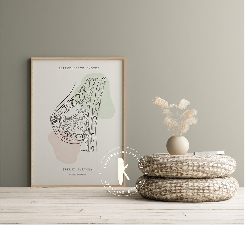 Female Anatomy Art Print - OBGYN Office Decor (digital Download) - Etsy