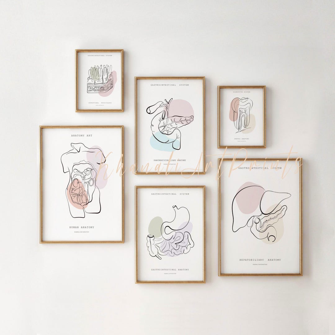 Human Digestive System Anatomy Art Set, Gastroenterology Art, General ...