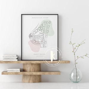 Lámina de anatomía del sistema reproductor, decoración para clínicas de obstetricia y ginecología (descarga digital) imagen 3