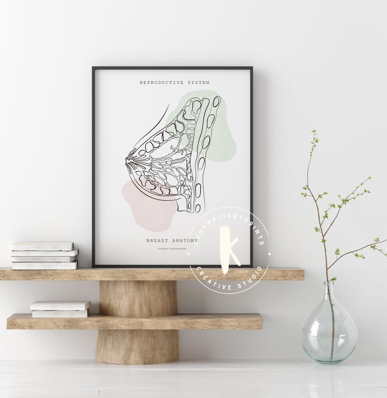 Lámina de anatomía del sistema reproductor, decoración para clínicas de obstetricia y ginecología (descarga digital) imagen 3