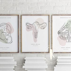 Lámina de anatomía del sistema reproductor, decoración para clínicas de obstetricia y ginecología (descarga digital) imagen 2