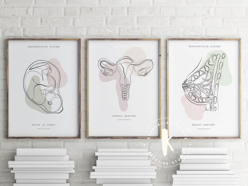 Lámina de anatomía del sistema reproductor, decoración para clínicas de obstetricia y ginecología (descarga digital) imagen 2