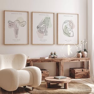 Lámina de anatomía del sistema reproductor, decoración para clínicas de obstetricia y ginecología (descarga digital) imagen 6