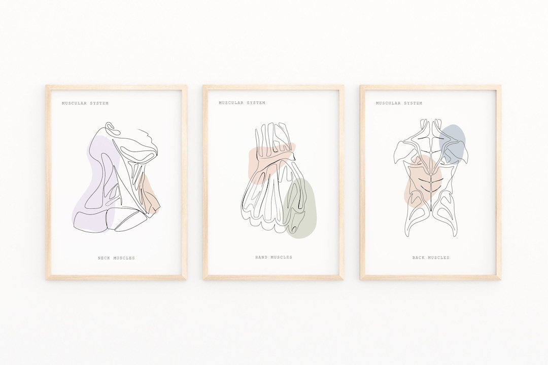 Medical Art, Anatomy Art, Muscular System, Anatomy Poster, Anatomy