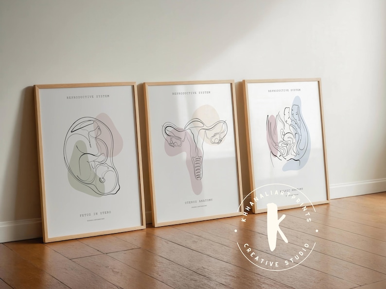 Lámina de anatomía del sistema reproductor, decoración para clínicas de obstetricia y ginecología (descarga digital) imagen 1