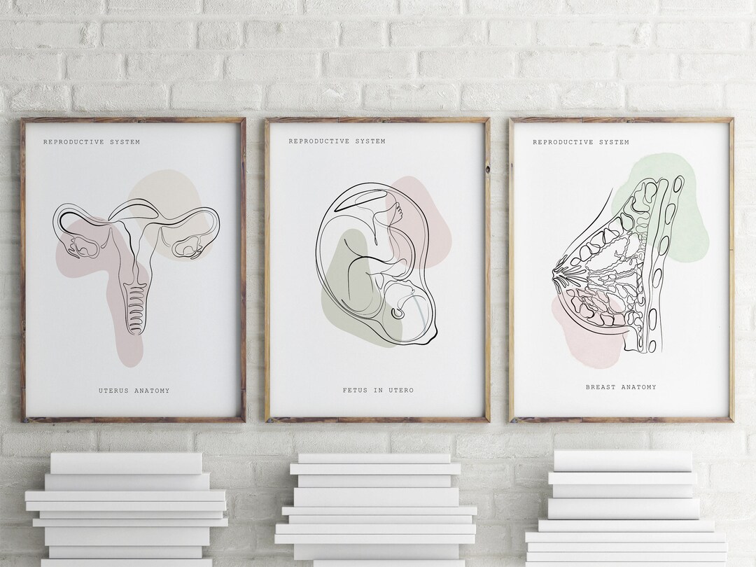Reproductive System Anatomy, OBGYN Decor, Gynecologist Gift, Female ...
