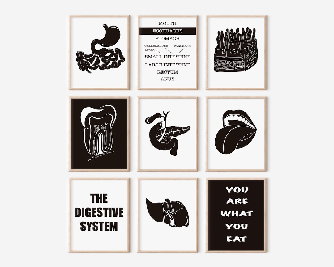 Black and White Digestive System Anatomy Print Set, Medical Student ...