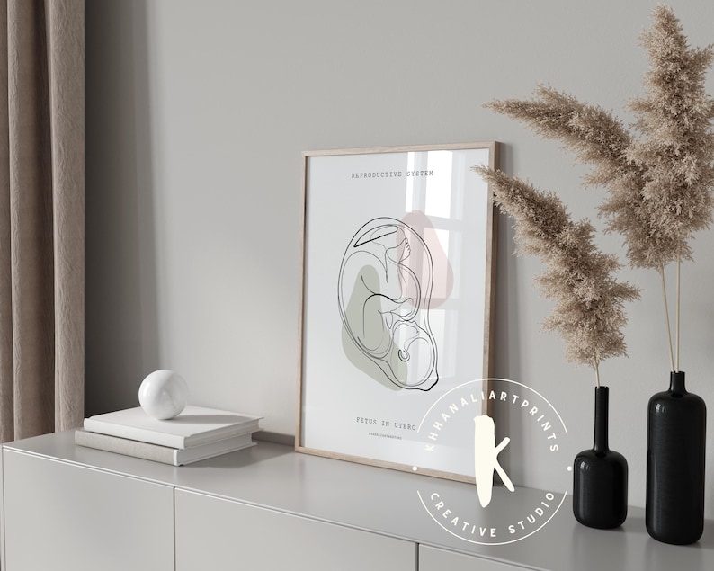 Lámina de anatomía del sistema reproductor, decoración para clínicas de obstetricia y ginecología (descarga digital) imagen 5