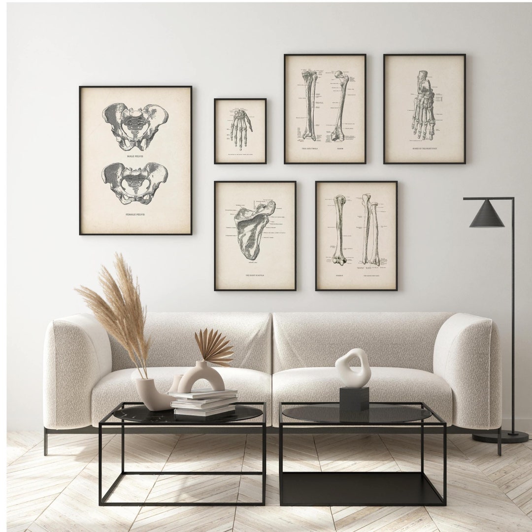 Vintage Anatomy Art Set, Skeletal System Prints (digital Download) - Etsy