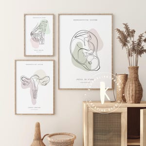 Lámina de anatomía del sistema reproductor, decoración para clínicas de obstetricia y ginecología (descarga digital) imagen 4