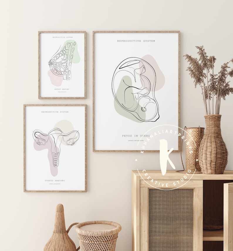 Lámina de anatomía del sistema reproductor, decoración para clínicas de obstetricia y ginecología (descarga digital) imagen 4