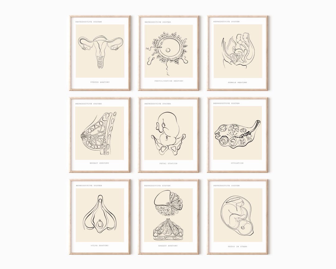 Reproductive Line Art Anatomy, OBGYN Office Art, Female Genital Poster ...