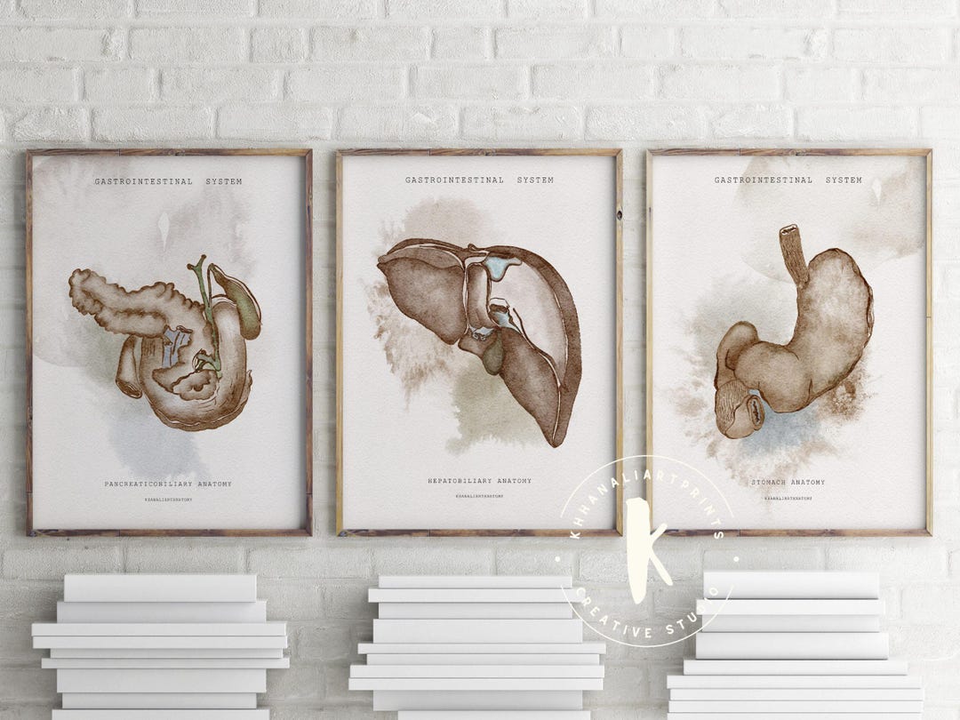 Watercolor Digestive System Anatomy, Gastrointestinal Wall Art, General ...
