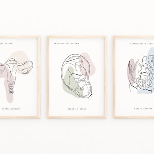 Reproductive System Anatomy Wall Art, Anatomy Print, Gynecological Art, Medical Art Set, Anatomy Poster, Clinic Decor, Printable Anatomy Art