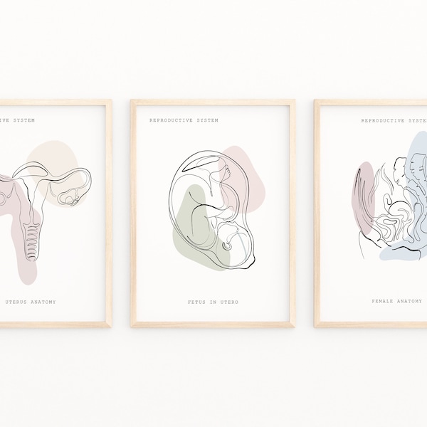 Reproductive System Anatomy Wall Art, Anatomy Print, Gynecological Art, Medical Art Set, Anatomy Poster, Clinic Decor, Printable Anatomy Art