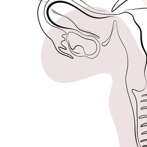 Lámina de anatomía del sistema reproductor, decoración para clínicas de obstetricia y ginecología (descarga digital) imagen 8