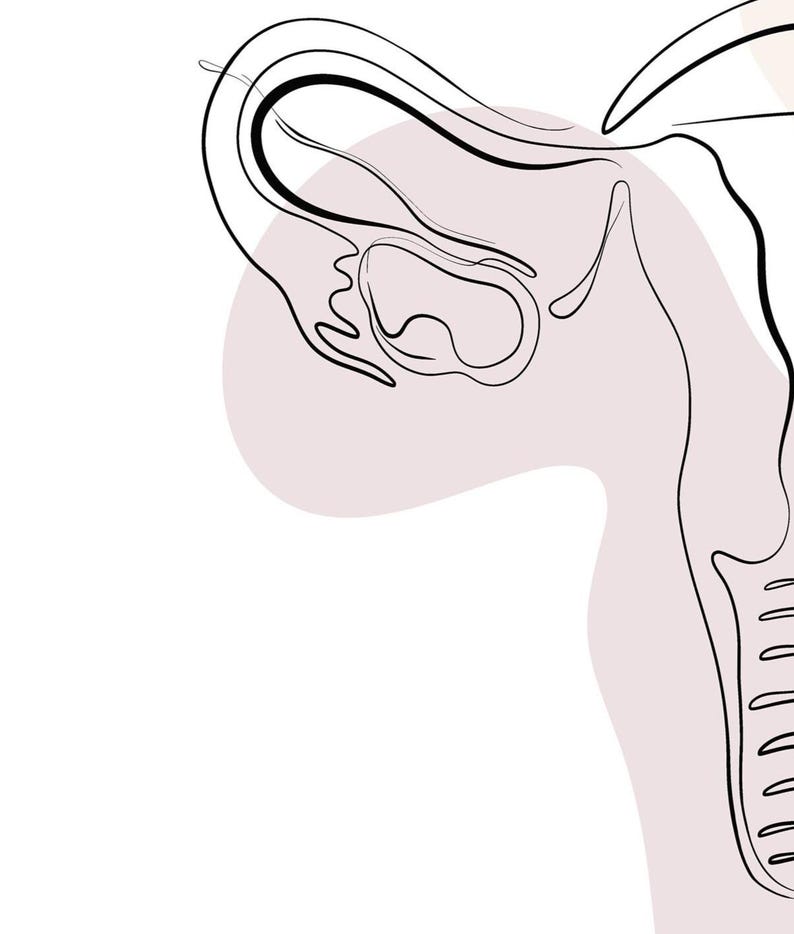 Lámina de anatomía del sistema reproductor, decoración para clínicas de obstetricia y ginecología (descarga digital) imagen 8
