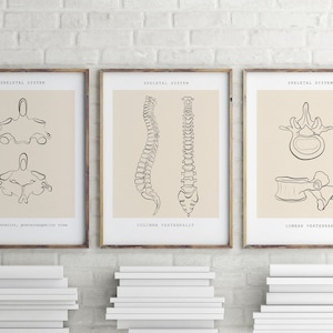 Chiropractic Wall Art, Anatomy Print Set, Physical Therapy, Skeletal Print, Orthopedic Gift, Vertebrae Prints, Clinic Decor,Digital Download
