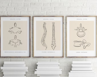 Anatomieprintset, skeletkunst, decor chiropractiekliniek (digitale download)