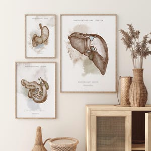 Puede incluir: Tres impresiones enmarcadas en acuarela del sistema gastrointestinal y la anatomía hepatobiliar. Las impresiones presentan ilustraciones detalladas del estómago, el hígado y los intestinos en tonos marrones y beige. Se exhiben en una pared blanca.