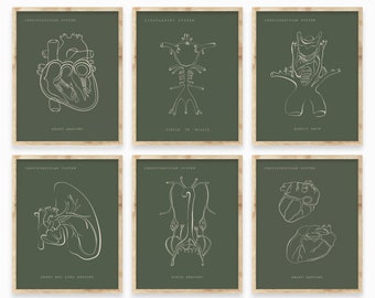 Conjunto de arte de anatomía humana, cartel de anatomía, arte de pared de anatomía, arte de línea de anatomía, conjunto de arte del sistema cardiovascular, conjunto de arte médico, decoración de pared clínica