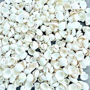 May include: A collection of small, white seashells with textured surfaces. The shells are scattered, filling the frame, with some showing interior details and subtle brown accents. The overall effect is a natural, coastal theme.