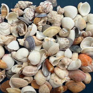 Peut inclure: Une collection de coquillages de différentes formes, tailles et couleurs, notamment blanc, brun, orange et violet. Les coquillages sont disposés en tas sur un fond bleu foncé.