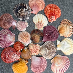 Capesante, capesante colorate, Pecten nobolis, capesante della baia, capesante della Florida, 25 pezzi