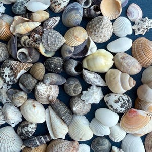 Può includere: Una collezione di varie conchiglie in tonalità bianco, beige, marrone, grigio e nero. L'assortimento comprende conchiglie a spirale, conchiglie bivalvi striate e conchiglie lisce e arrotondate di varie dimensioni sparse nell'inquadratura.