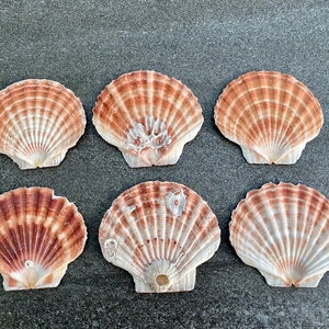 10 Natural Scallop Shell, Undrilled Seashells, Natural Seashells