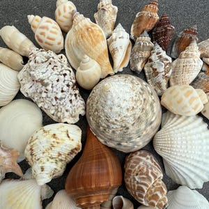 Könnte beinhalten: Eine Sammlung verschiedener Muscheln in Weiß-, Beige-, Braun- und Cremetönen. Die Auswahl umfasst Schneckenhäuser, Spiralmuscheln und fächerförmige Muscheln, die verschiedene Formen und Texturen aufweisen. Ideal für Dekorationen oder Bastelarbeiten zum Thema Strand.