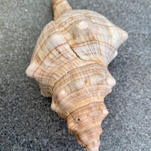 Könnte beinhalten: Eine große, spiralförmige Muschel mit einem hellbraunen und weißen Streifenmuster. Die Muschel hat eine spitze Spitze und eine breite, offene Öffnung.