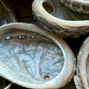 May include: Close-up of several iridescent abalone shells. The shells display a pearlescent interior with shades of blue, green, and purple. The outer edges are a mix of brown and tan, with a textured appearance. The shells have natural holes.
