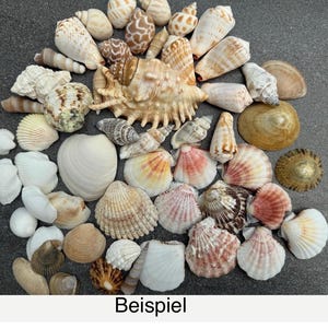 Könnte beinhalten: Eine Sammlung verschiedener Muscheln in Weiß-, Beige-, Braun- und Rosatönen. Das Sortiment umfasst spiralförmige Kegelschnecken, gerippte Jakobsmuscheln, glatte Muschelschalen und eine große, stachelige Stachelschnecke auf einem dunkelgrauen Untergrund.